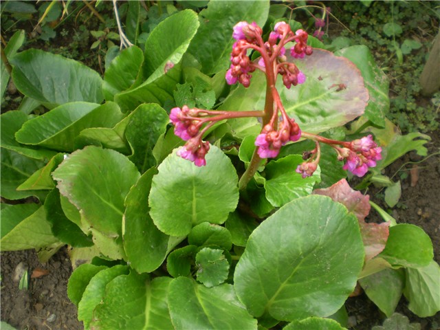 bergenia